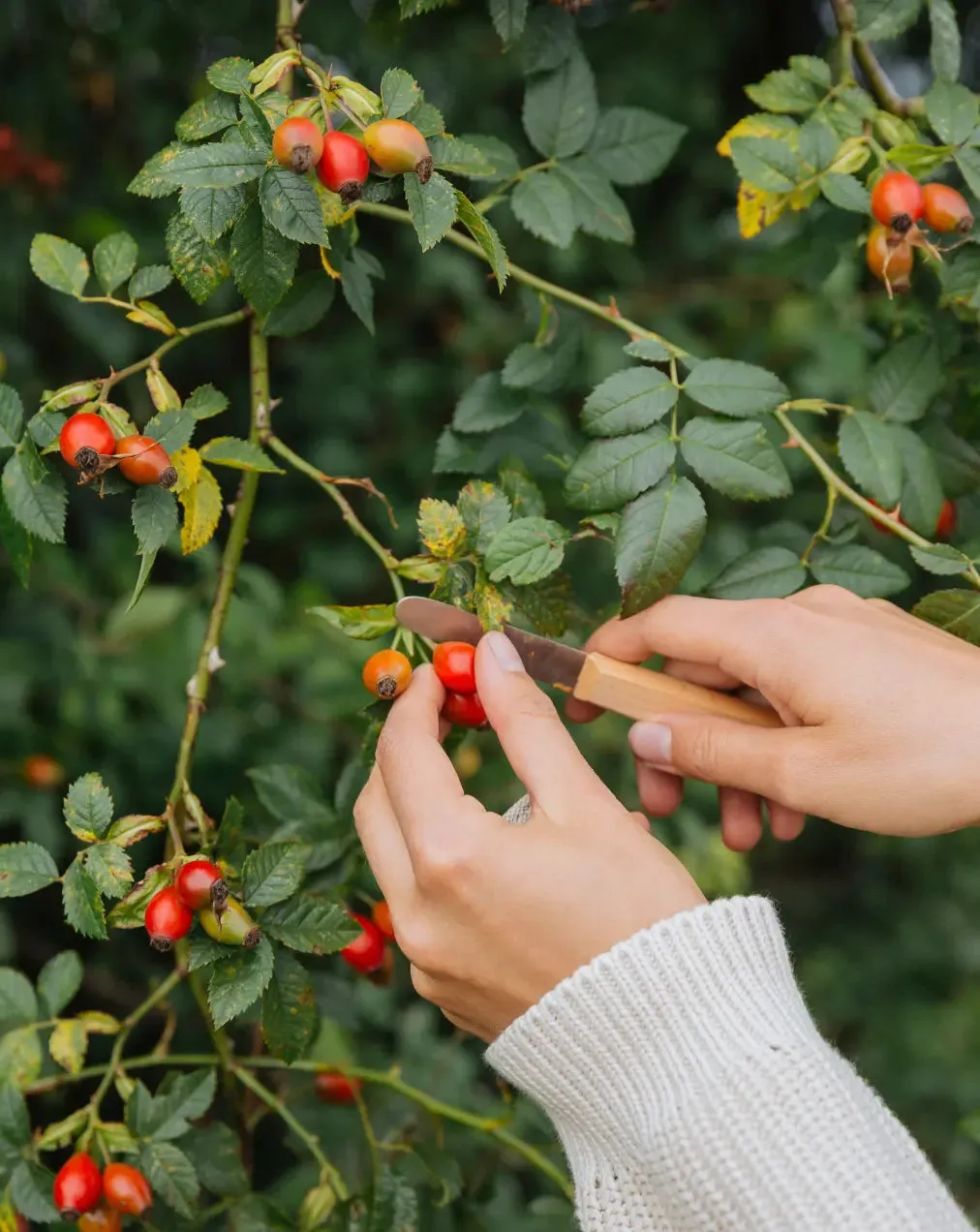kruut Immun-Routine-Set coffret plantes baies hiver