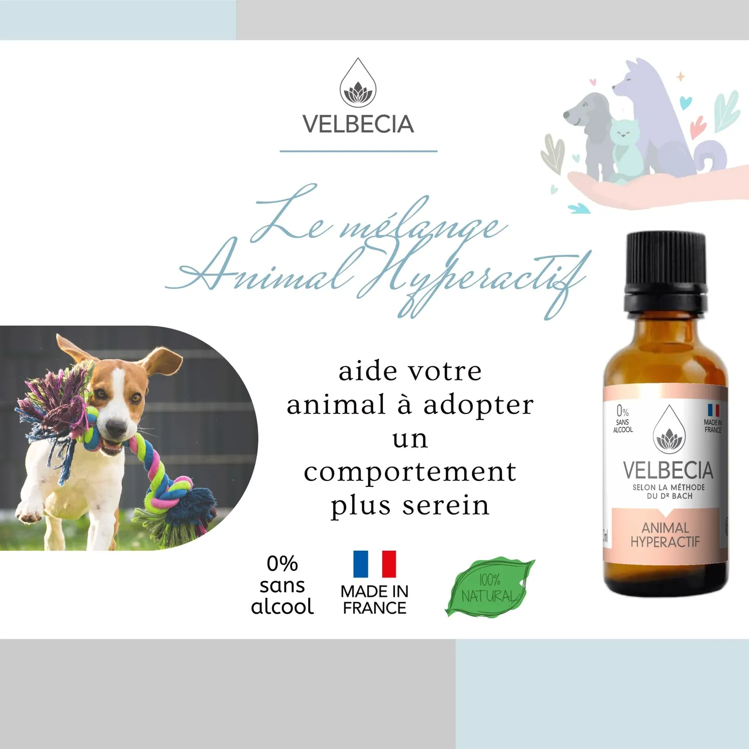 Velbecia Animal Hyperactif élixir fleurs 30ml + offert