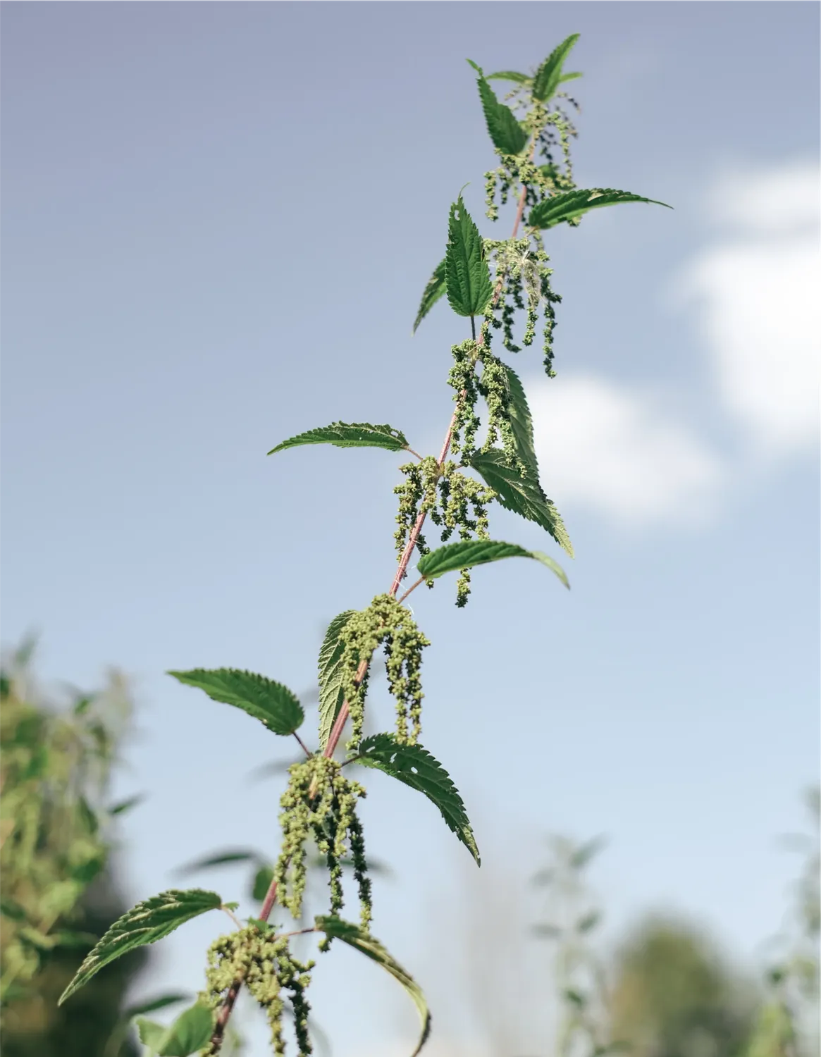 Kruut Set poudres plantes sauvages bio sans caféine