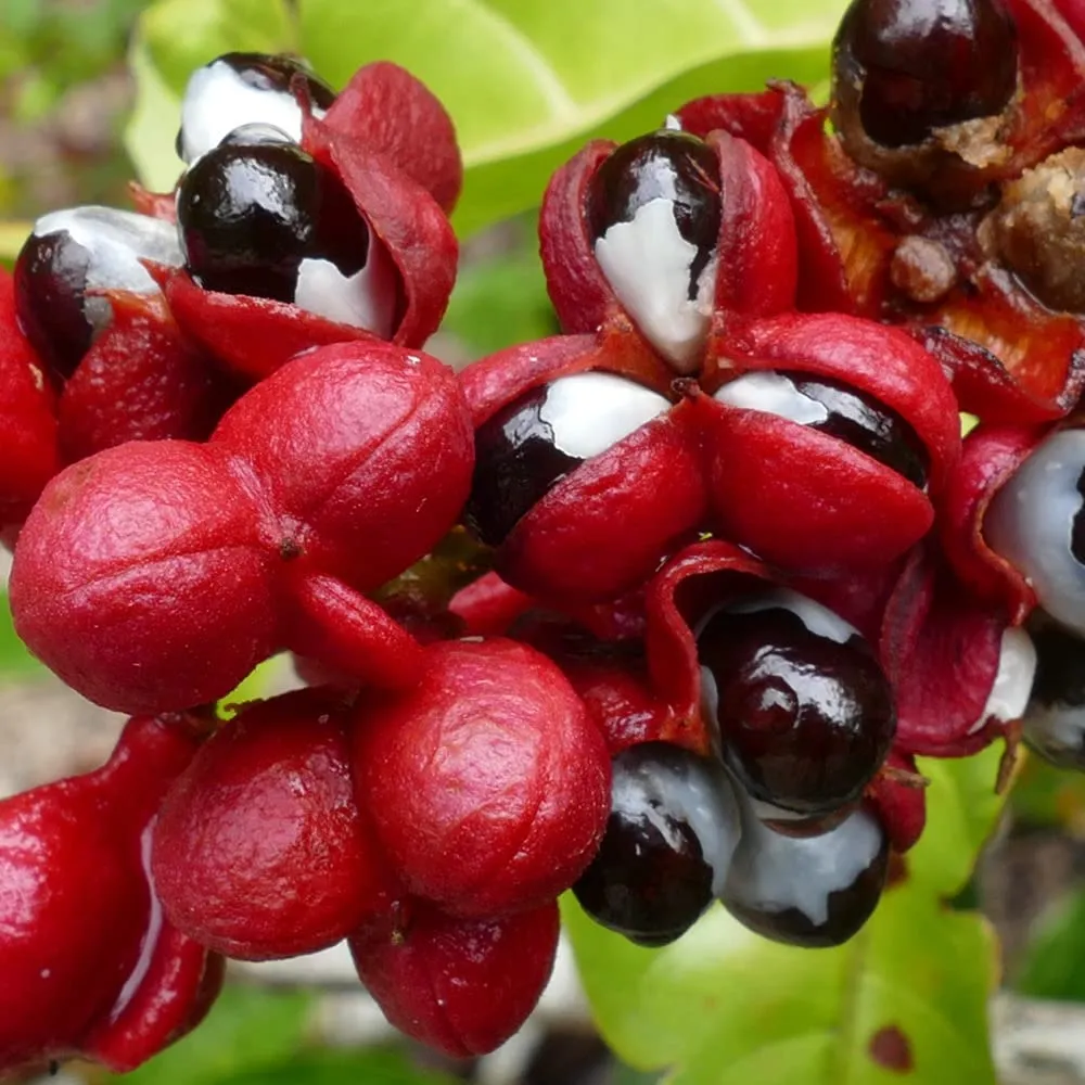 D.Plantes Vitalité-Nut effervescent citron-menthe 30 tonus