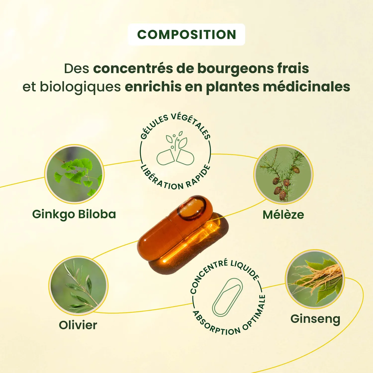 HERBALGEM Gemmocaps Cognition gélules mémoire 30 jours