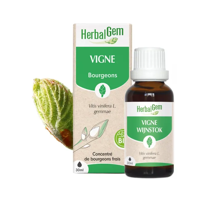 Herbalgem Bourgeon de Vigne Bio concentré côlon